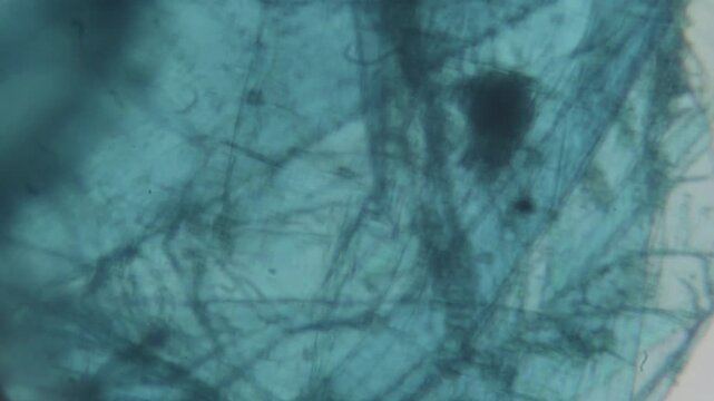 Microscopic view of texture of pith of broccoli stem, extreme close up of vegetables texture.