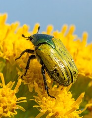 Green beetle crawls on vibrant yellow flower cluster against clear sky backdrop, close-up