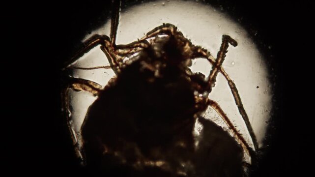 Microscopic image of Aphid bug, extreme close up on microscope of insect in laboratory.