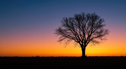 Obraz premium A dramatic silhouette of a bare tree standing alone against a vibrant colorful sky during the beautiful evening sunset ,dawn ,morning ,single