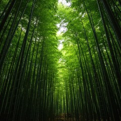 Fototapeta premium A lush, dense bamboo forest bathed in soft natural light, highlighting the tall green stalks and intricate leaf canopy overhead ,shadow ,peaceful ,canopy