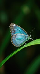A stunning close-up of a brilliant iridescent blue butterfly resting gently on a vibrant green leaf in natural sunlight ,peaceful ,colorful ,garden