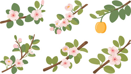 Blooming Fruit Tree Branches with Flowers and Green Leaves Vector Set