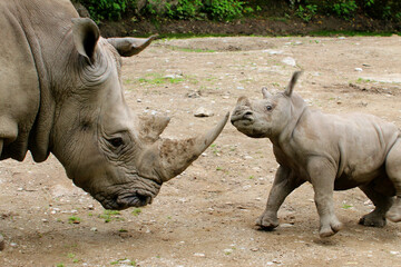 Breitmaulnashorn (Ceratotherium simum) mit Kalb