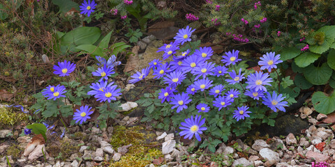 Blaue Fr&uuml;hlings-Anemone (Anemone blanda) mit Bl&uuml;ten, Panorama 