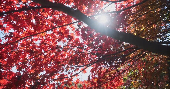 Sun shining through dark red and bright yellow leaves of beautiful trees with sun shining behind - low slow motion shot