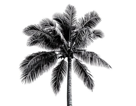 High-contrast monochrome shot of a palm tree against a stark white background. Foliage detailed and textured