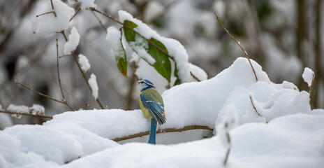 Blaumeise im Schnee