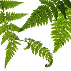 Green fern fronds isolated against a white background, showing intricate details of leaves and stem structure