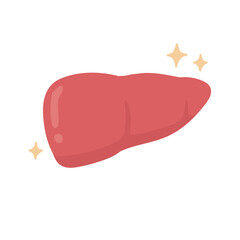 Healthy Human Liver Anatomy Illustration