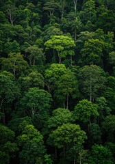 Obraz premium A deeply layered view of a tropical forest with overwhelming density and lush green foliage stretching endlessly toward the deep horizon ,nature ,leaves ,organic