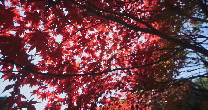 Majestic silhouette of red autumn branches on tree - slow motion