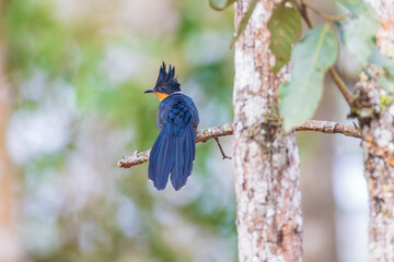 Chestnut-winged Cuckoo (Clamator coromandus) beautiful bird  flying on the tree.