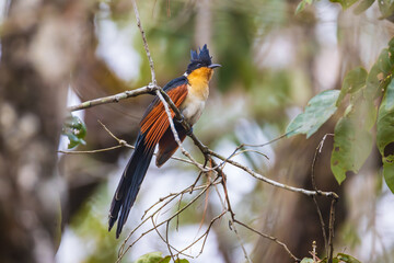 Chestnut-winged Cuckoo (Clamator coromandus) beautiful bird  flying on the tree.