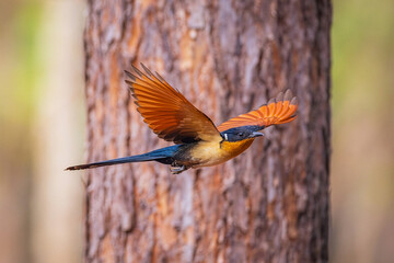 Chestnut-winged Cuckoo (Clamator coromandus) beautiful bird  flying on the tree.