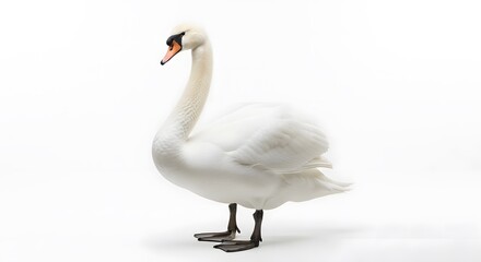 Fototapeta premium Majestic white swan standing elegantly on white background with perfectly groomed feathers