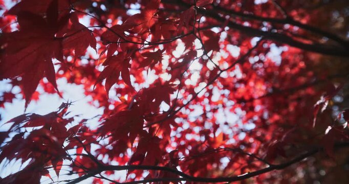 Silhouette of dark red leaves on beautiful tree with shining sunlight behind - slow motion close up