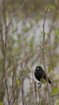 Spectacled tyrant (Hymenops perspicillatus) perched on shrub branches beside a lake in Patagonia