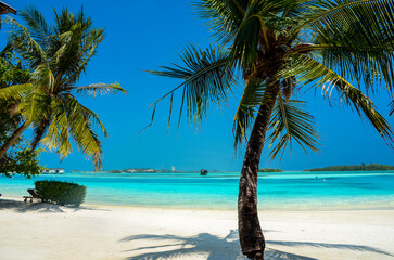 Palm tree on white sandy tropical beach with turquoise sea