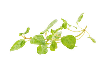 Fresh Oregano herb on a transparent background