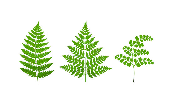 An illustration featuring three distinct green fern fronds arranged horizontally on a black backdrop. Each leaf displays unique botanical structures and intricate pinnate patterns.