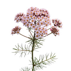 Delicate pink flower cluster with thin green leaves, isolated PNG with Transparent Background