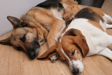 Group of domestic pets with a ginger cat sitting between two sleeping dogs on a floor.