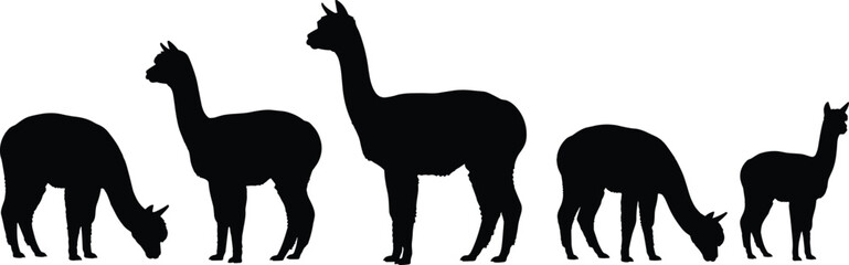Fototapeta premium Silhouette of alpacas and llamas grazing and standing set isolated on white background for farm design elements livestock vector illustration wool animal collection graphics