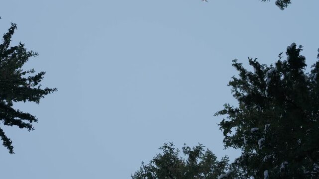 Passenger Jet Flyover Above Nordic Winter Forest (4K 60fps)