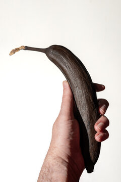Primer plano de una mano que sujeta un pl&aacute;tano negro muy maduro sobre fondo blanco con espacio para copia. Musa x paradisiaca.