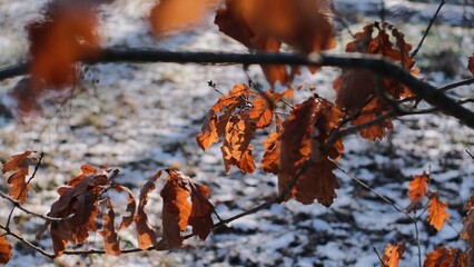 Fototapeta premium Golden sunlight illuminates brown crumpled foliage against snowy ground and cold blue shadows.