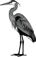 Obraz premium Heron bird vintage engraving illustration, elegant waterbird wildlife vector, black and white nature animal design, classic ornithology artwork detailed style