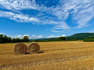 Fototapeta premium hay bales in the field
