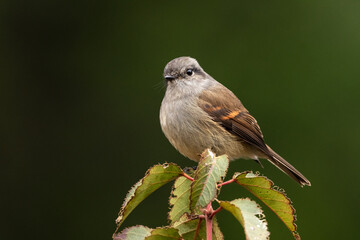Obraz premium Viudita (Colorhamphus parvirostris) posada sobre rama con fondo verde desenfocado en Chile