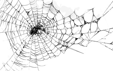 Obraz premium Realistic White Spider Web Overlay on Dark Background