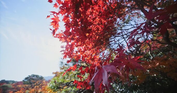 Beautiful, bright red autumn maple leaves on tree - low, steady cam shot