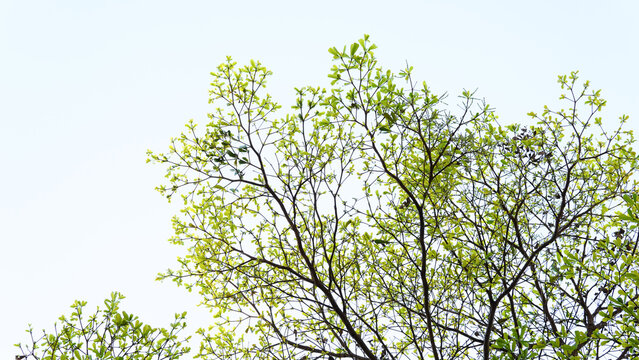 Top branch of Ivory Coast Almond tree spread beautifully against the sky. Leaves texture and bright sky background. Travel in nice day, nature, sustainability, and landscape. Morning sky and branch.