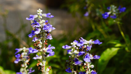 Forget me Not  Angelonia goyazensis Benth, Digitalis solicariifolia name purple flower pink flower on blurred of nature background
