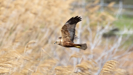 Fototapeta premium Male Western Marsh Harrier in flight over Akrotiri wetland, Cyprus