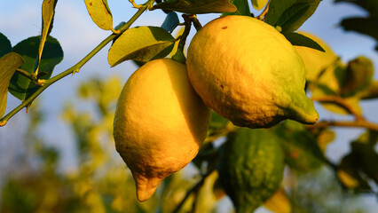Ripe citrus limon fruits on a branch with green leaves and bokeh background.