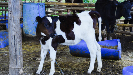 A close-up photograph of a dairy calf on a farm. © Tyada_Nam