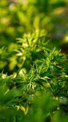 Naklejka premium flower culantro or eryngium foetidum on wood background design concept in rusticherb.