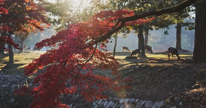 Sun rising over beautiful, silhouetted Japanese autumn park with deer scattered around - wide, slow motion shot