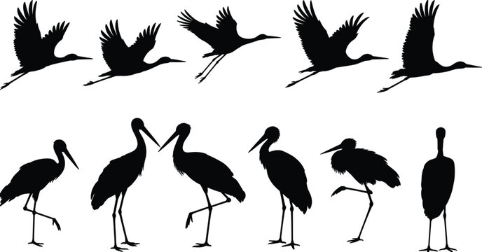 Black stork silhouettes collection set with flying and standing water birds isolated on white background for nature wildlife marsh and wetland animal design