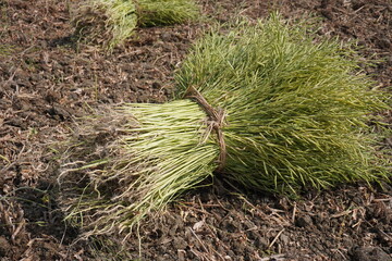 Bundle of Mustard Seedlings for Transplantation