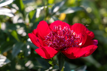 Obraz premium Herbaceous peony Walter Mains in flowers garden