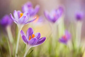 Krokusy na rozmytym tle – subtelna wiosenna estetyka © Elżbieta Kaps