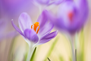 Krokusy na rozmytym tle – subtelna wiosenna estetyka © Elżbieta Kaps