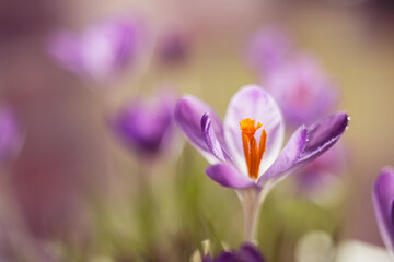 Krokusy na rozmytym tle – subtelna wiosenna estetyka © Elżbieta Kaps
