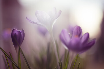 Krokusy na rozmytym tle – subtelna wiosenna estetyka © Elżbieta Kaps